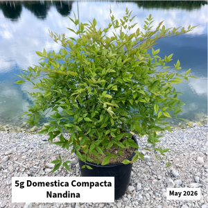 May 2026 5g Domestica Compacta Nandina Website